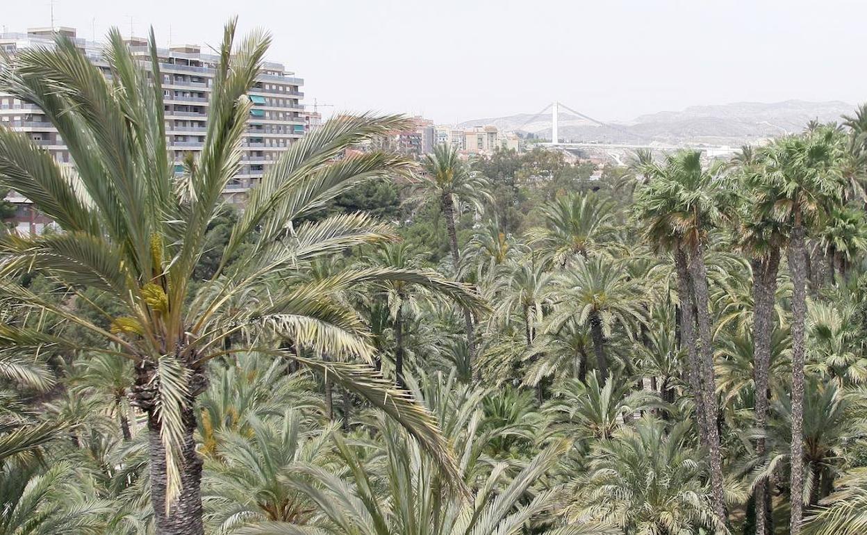 La gota fría derriba la palmera más alta del Palmeral de Elche Las